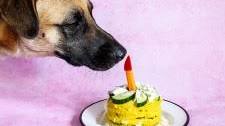 No-Bake Dog Cake Thumbnail