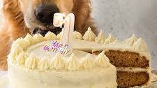 Dog cake recipe - with dog friendly fluffy frosting! Thumbnail