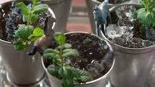 Lavender-Honey Mint Julep