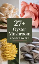 oyster-mushroom-ccccc-11239