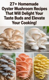 oyster-mushroom-ccccc-52242