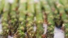 Roasted asparagus with garlic and chilli