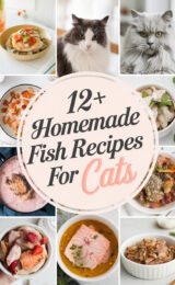 12-homemade-fish-recipes-for-cats-bbbbb-27338