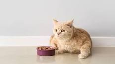 Catster Recipe: Easy Homemade Cat Gravy