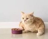 15+ Simple Cat Food Gravy Recipes Your Feline Will Love Catster Recipe: Easy Homemade Cat Gravy