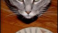 Honey, the Cat's Dipped the Nip Again ( Catnip Tea )