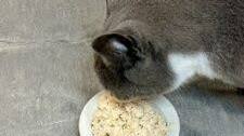 Recipe: Homemade Food for Senior Cats