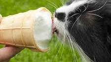 Simple Cat Ice Cream Recipe