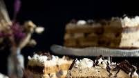 Turkish Coffee Cake with Dates