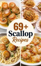 scallop-ccccc-32332