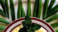 Mango Coconut Sauce Recipe