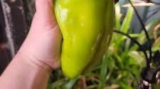Oaxaca Cheese-Stuffed Cubanelle Peppers