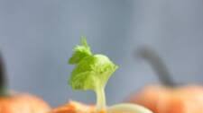 Halloween Fun With Food: Clementine Pumpkins