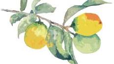 Blueberry Lemon Marmalade