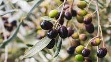 Brine-Cured Olives
