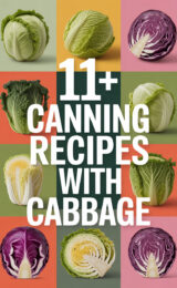 11+ Canning Recipes with Cabbage cabbage-ccccc-18419