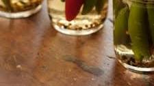 Pickled Serrano Peppers