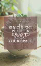 14 Succulent Planter Ideas To Boost Your Space succulent-planter-ccccc-6768-studio